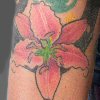 lily